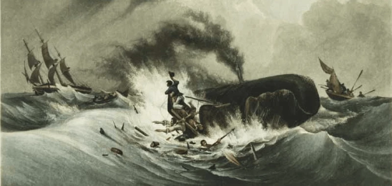 Receptive did not charge enough and a whale almost destroyed them